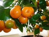 Mandarine iz vašega stanovanja